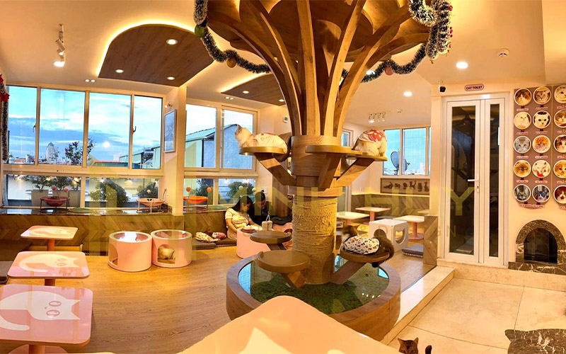 Thiết kế và thi công nội thất quán cafe thú cưng