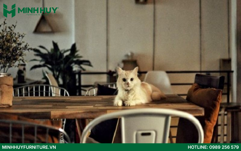 Pet Ideal Cafe